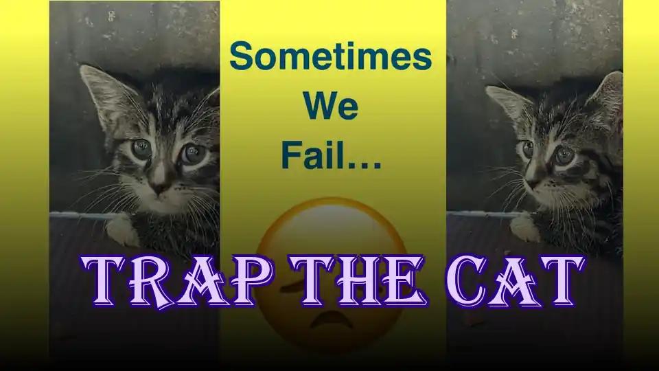 Trap the cat